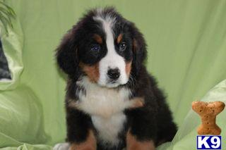 Bernese Mountain Dog Puppies for Sale